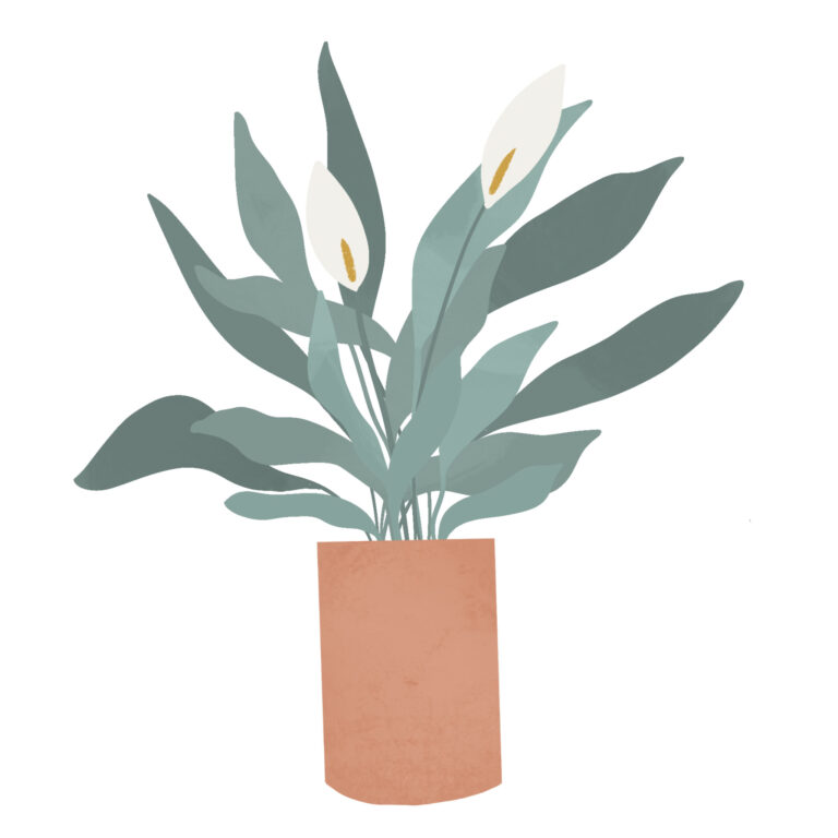 10 of the Best Plants for Bathrooms + Free Downloadable Care Guide